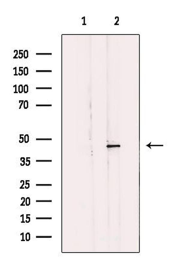 MLNR Antibody in Western Blot (WB)