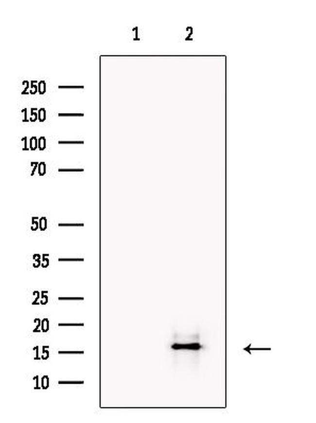 IL-17A Antibody in Western Blot (WB)