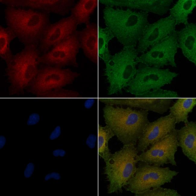 RNase12 Antibody in Immunocytochemistry (ICC/IF)