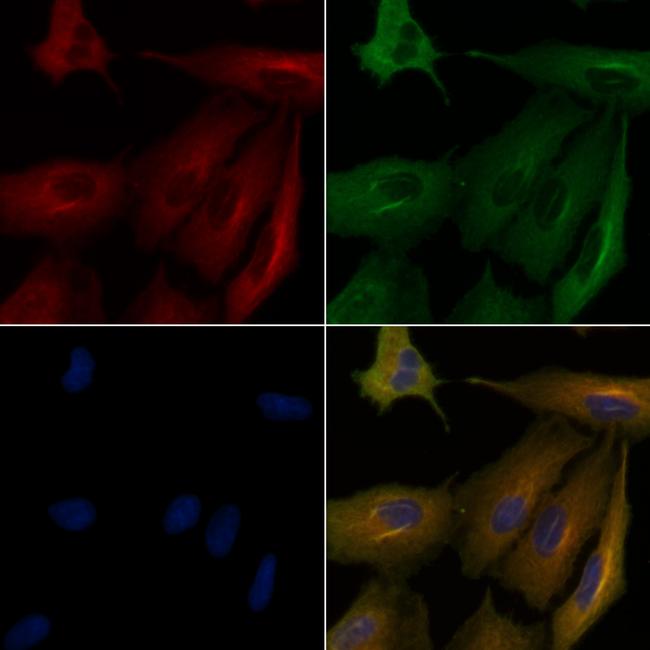 KCNE1 Antibody in Immunocytochemistry (ICC/IF)