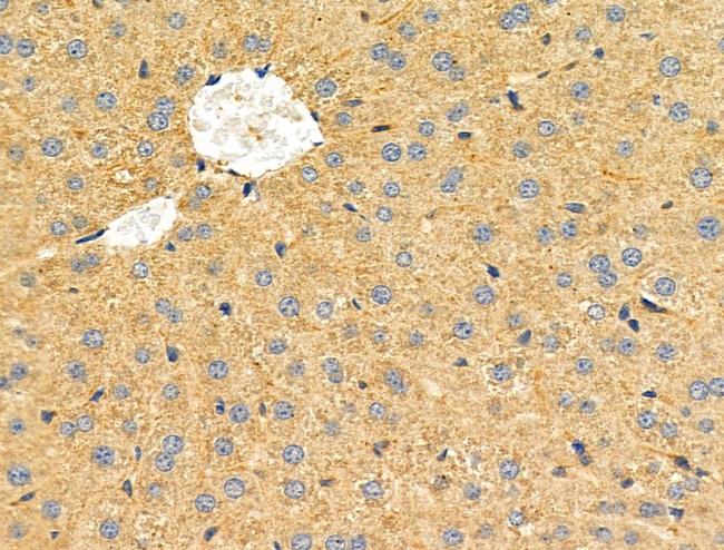 NCF2 Antibody in Immunohistochemistry (Paraffin) (IHC (P))