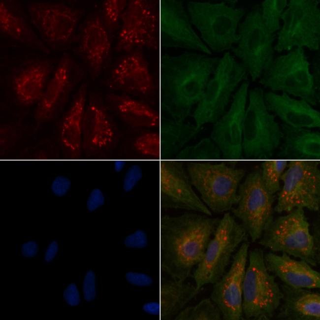 Protein S Antibody in Immunocytochemistry (ICC/IF)