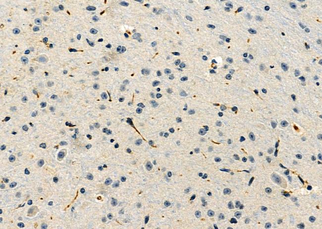 MPZ Antibody in Immunohistochemistry (Paraffin) (IHC (P))