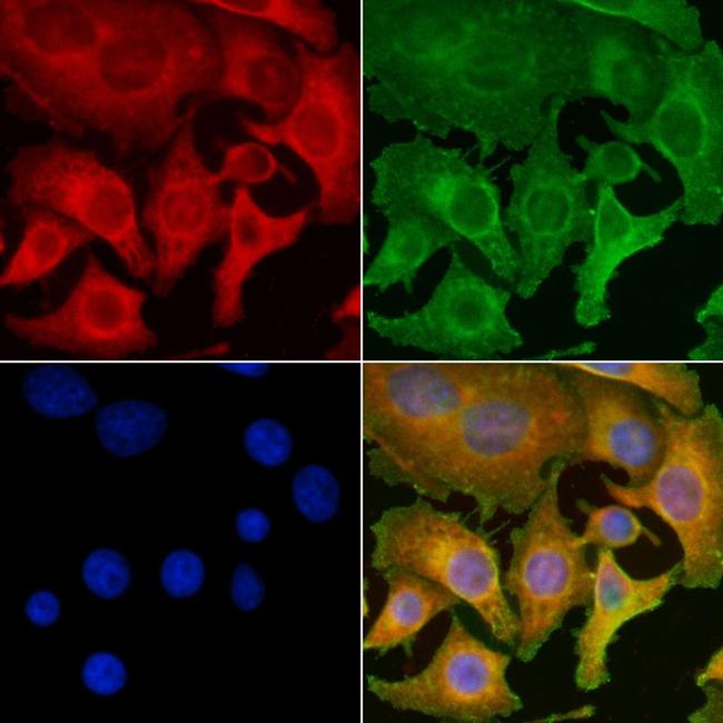 CDKN3 Antibody in Immunocytochemistry (ICC/IF)