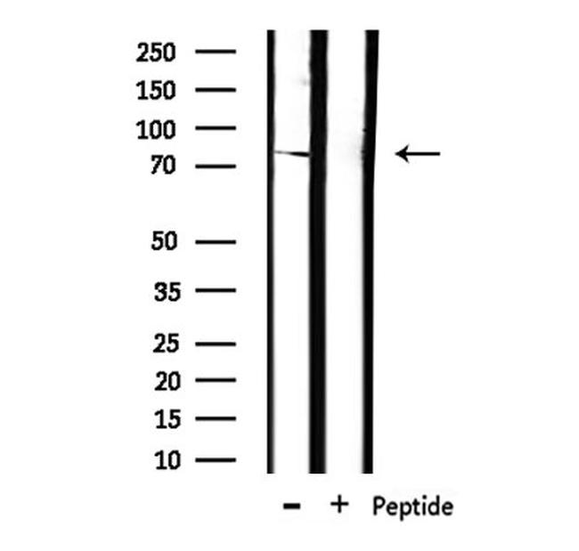 TLE1 Antibody in Western Blot (WB)