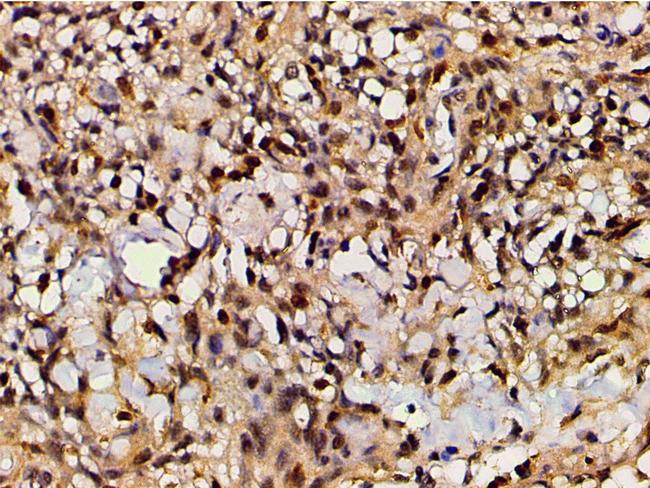 Ephrin B2 Antibody in Immunohistochemistry (Paraffin) (IHC (P))