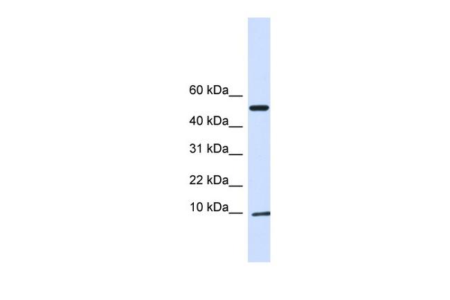 ATPIF1 Antibody in Western Blot (WB)