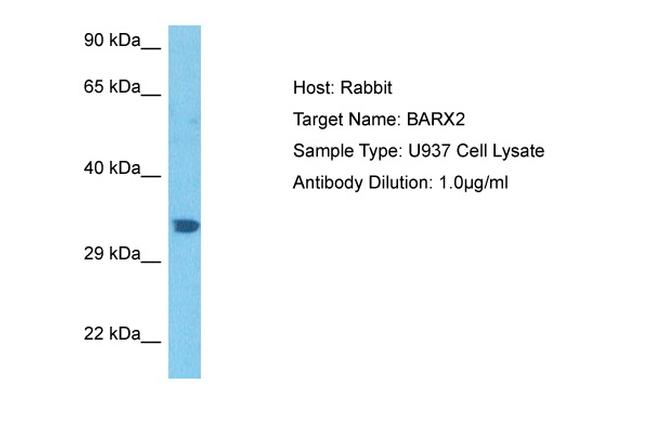 BarX2 Antibody in Western Blot (WB)