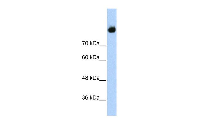 C2 Antibody in Western Blot (WB)