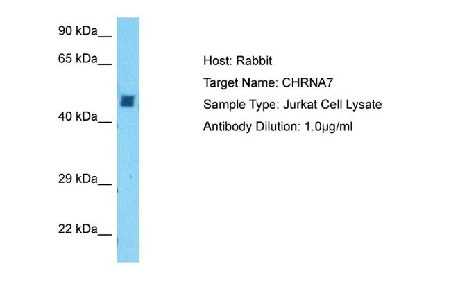 CHRNA7 (extracellular) Antibody in Western Blot (WB)