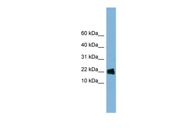 GOLGA7 Antibody in Western Blot (WB)