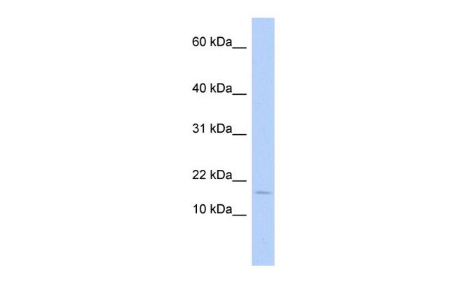 ISCA2 Antibody in Western Blot (WB)