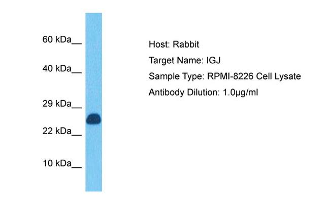 J Chain Antibody in Western Blot (WB)