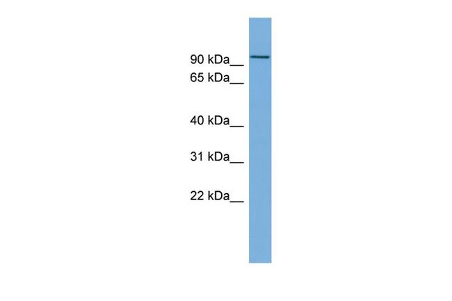 MEGF11 Antibody in Western Blot (WB)