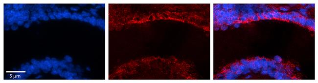 MICALL1 Antibody in Immunohistochemistry (Paraffin) (IHC (P))