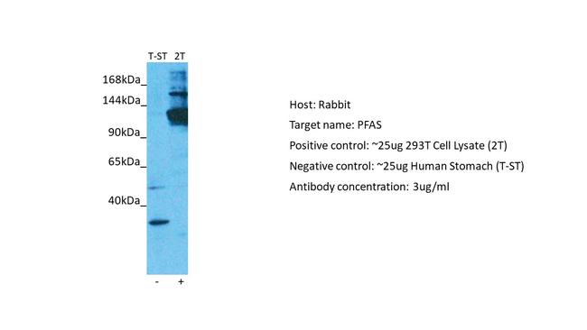 PFAS Antibody in Western Blot (WB)