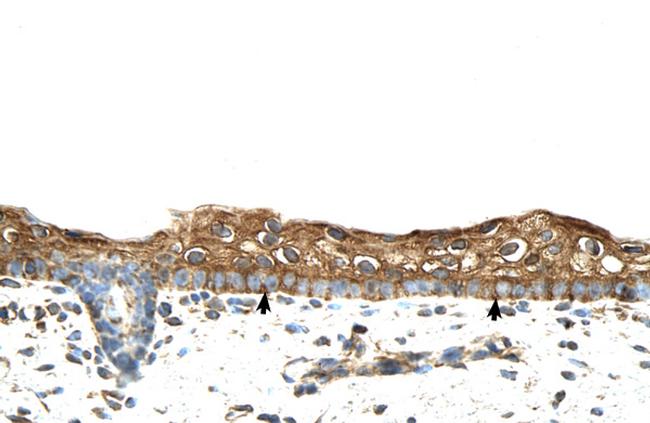 RBPMS Antibody in Immunohistochemistry (Paraffin) (IHC (P))