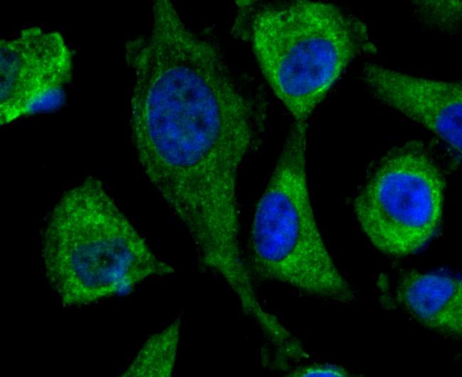 DOCK4 Antibody in Immunocytochemistry (ICC/IF)