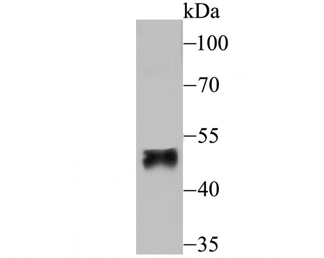 FOXF2 Antibody in Western Blot (WB)