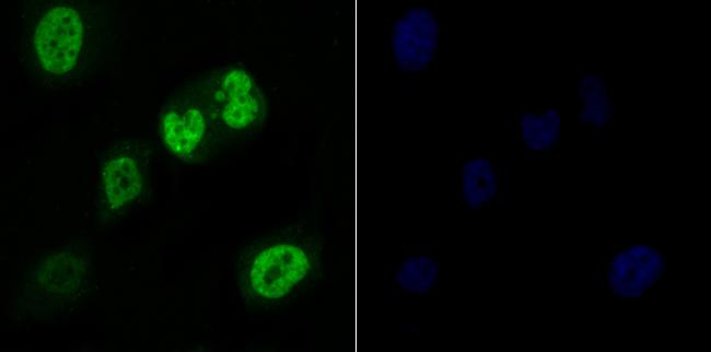 RAE1 Antibody in Immunocytochemistry (ICC/IF)