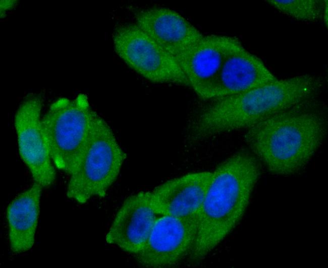 BNIP1 Antibody in Immunocytochemistry (ICC/IF)