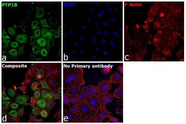 PTP1B Antibody in Immunocytochemistry (ICC/IF)