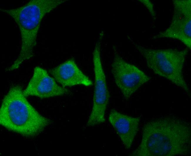 ORAI3 Antibody in Immunocytochemistry (ICC/IF)