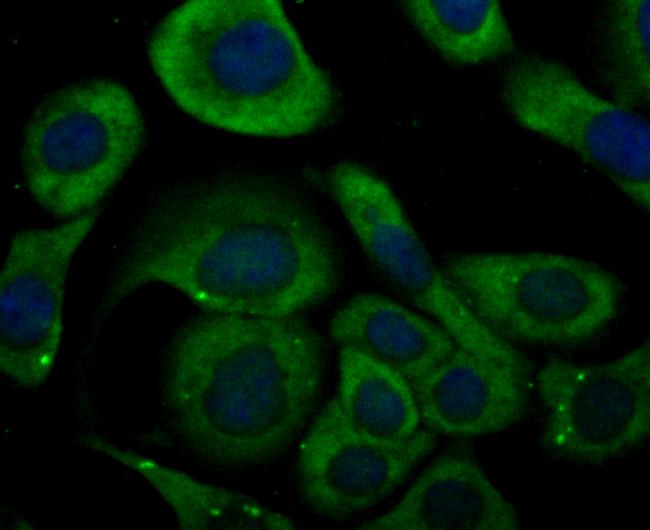 KV1.5 (KCNA5) Antibody in Immunocytochemistry (ICC/IF)