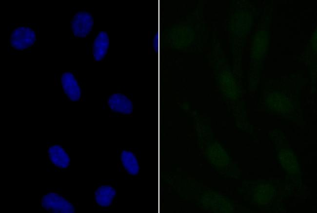 APR3 Antibody in Immunocytochemistry (ICC/IF)