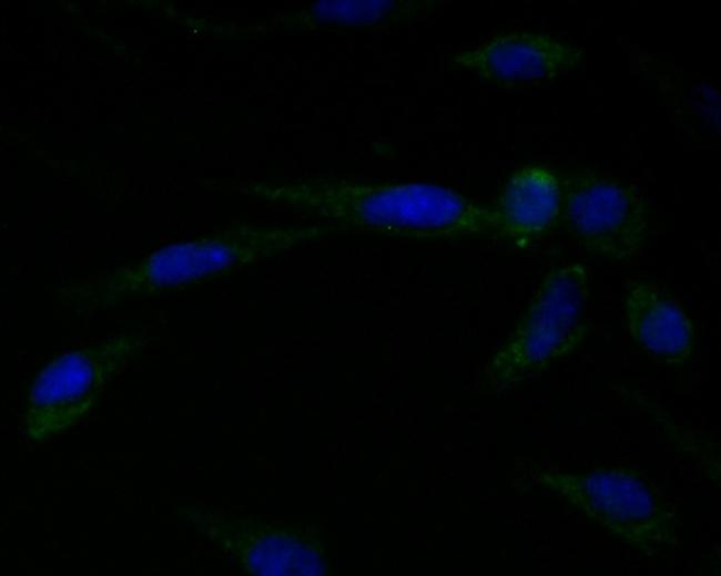 Connexin 45 Antibody in Immunocytochemistry (ICC/IF)