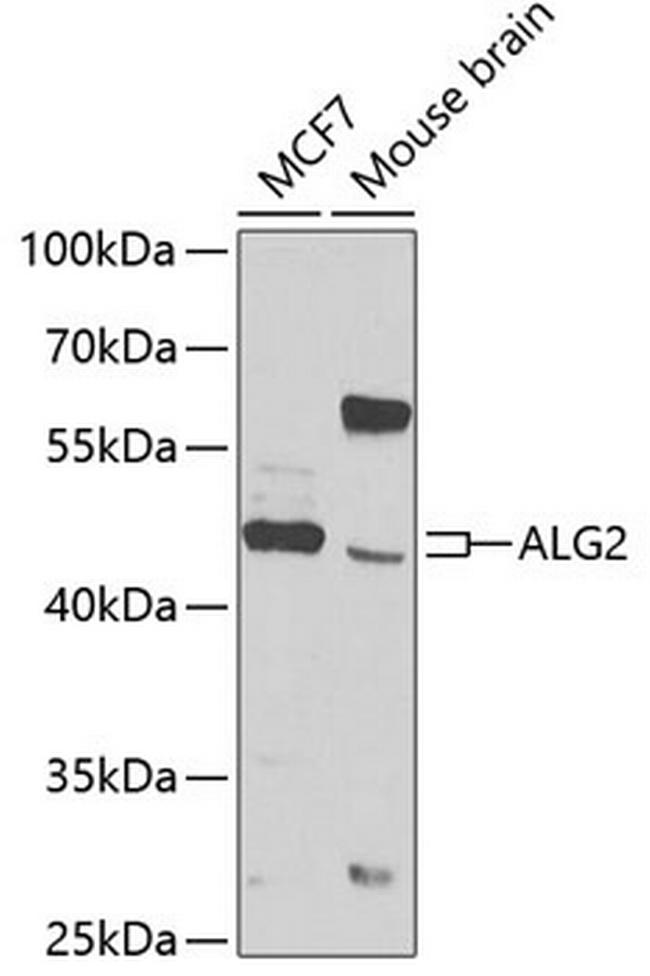 ALG2 Antibody in Western Blot (WB)