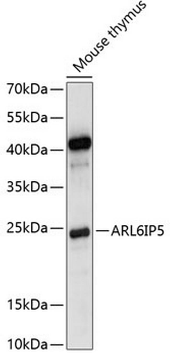 JWA Antibody in Western Blot (WB)