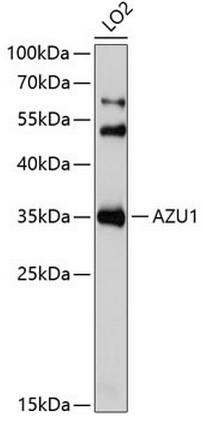 Azurocidin Antibody in Western Blot (WB)