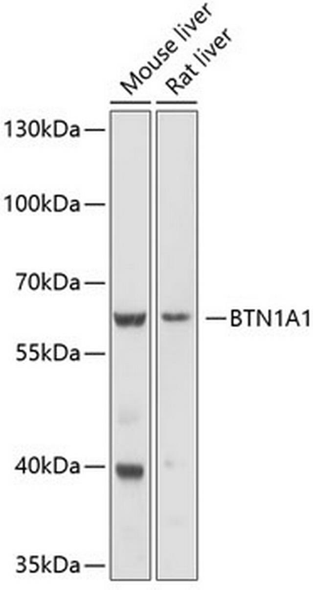 BTN1A1 Antibody in Western Blot (WB)