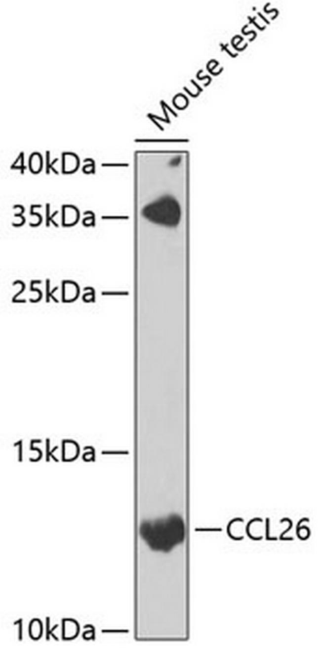 Eotaxin 3 Antibody in Western Blot (WB)