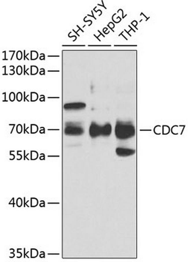 CDC7 Antibody in Western Blot (WB)