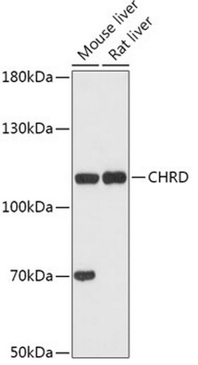 Chordin Antibody in Western Blot (WB)