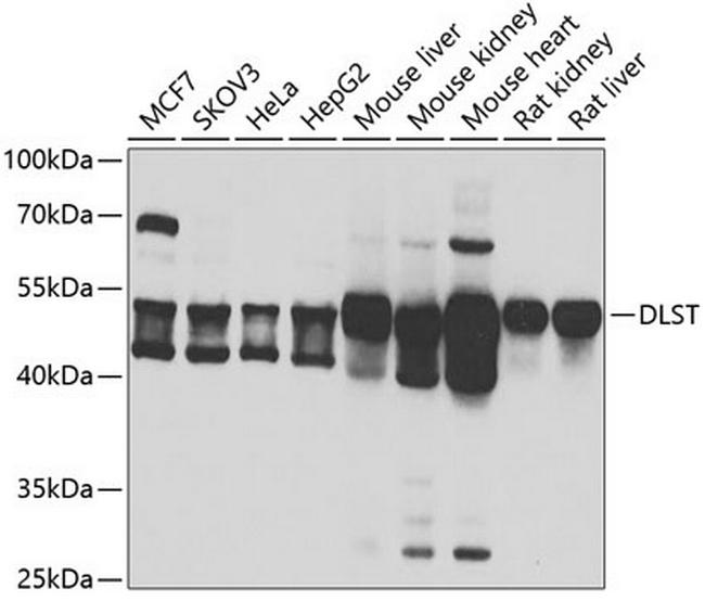 DLST Antibody in Western Blot (WB)