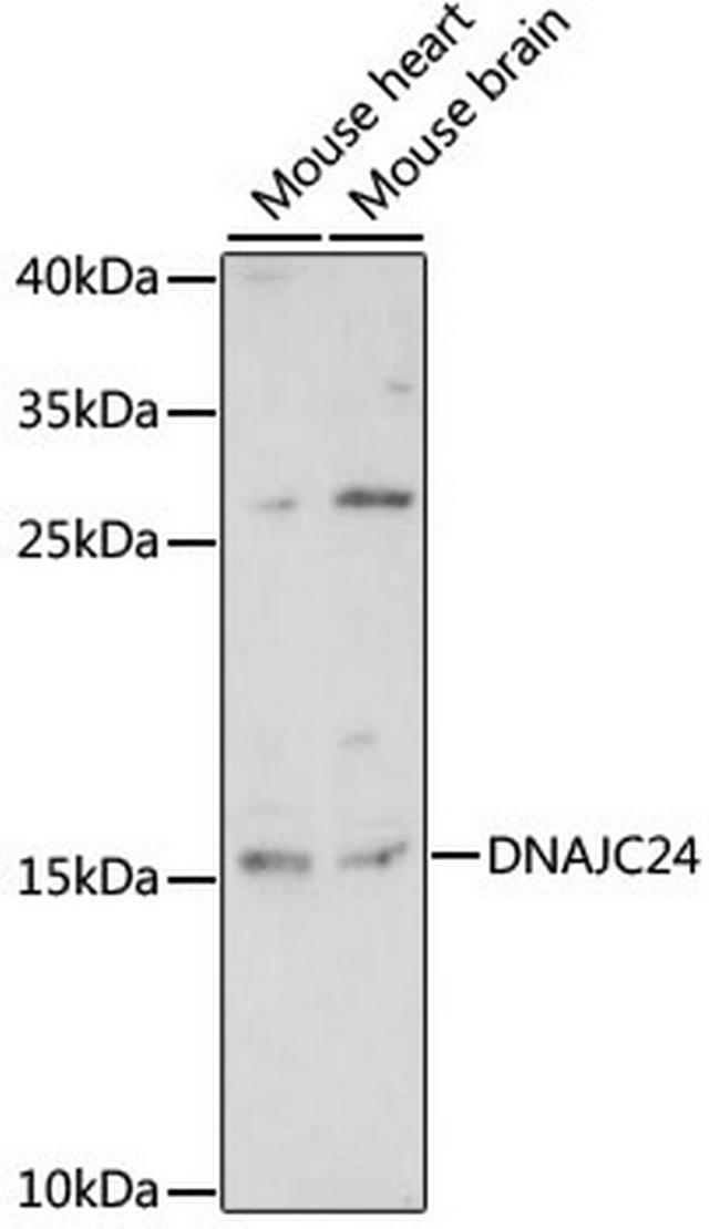 DNAJC24 Antibody in Western Blot (WB)