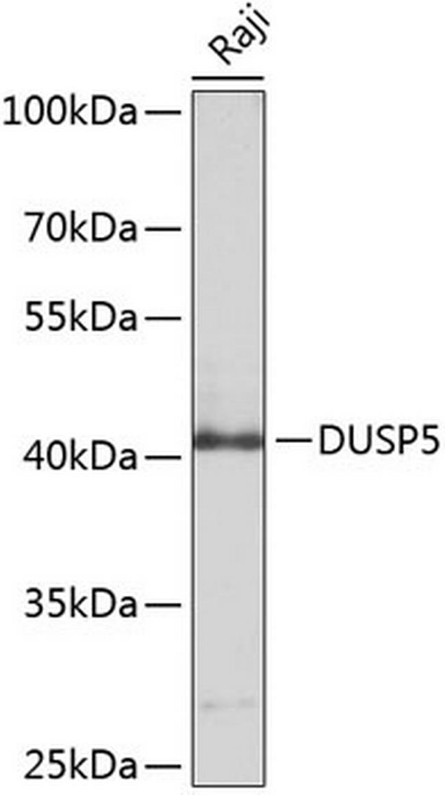 DUSP5 Antibody in Western Blot (WB)