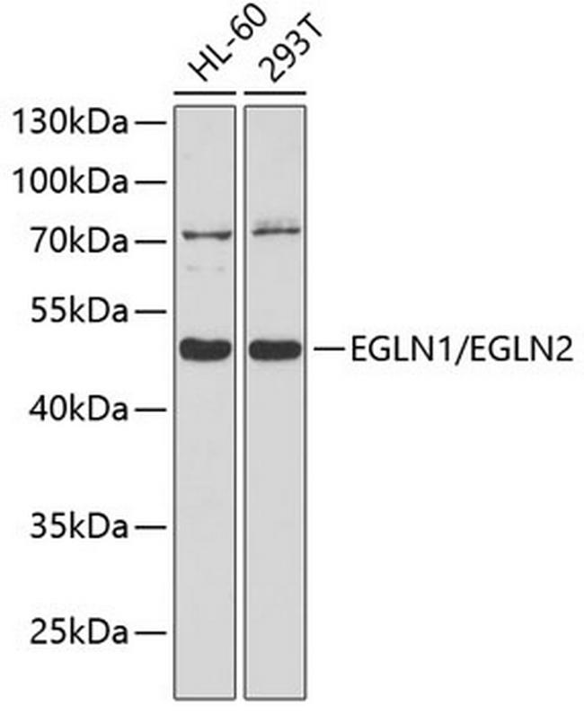 EGLN1/EGLN2 Antibody in Western Blot (WB)