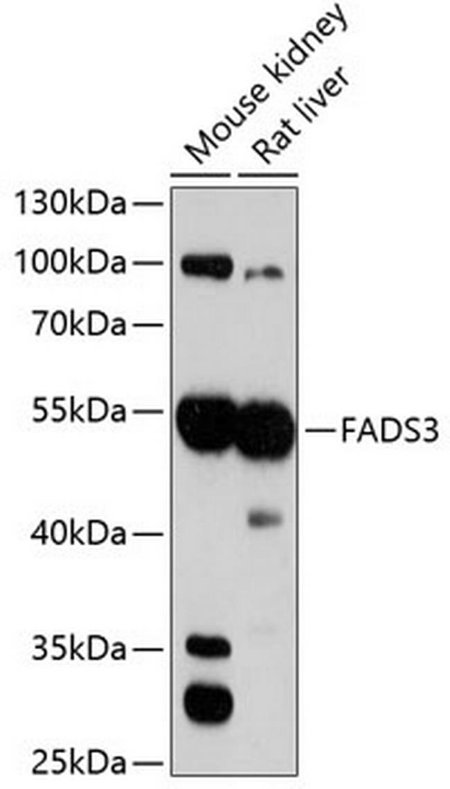 FADS3 Antibody in Western Blot (WB)