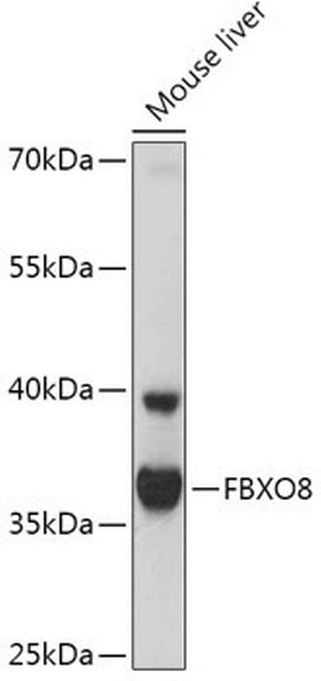 FBXO8 Antibody in Western Blot (WB)