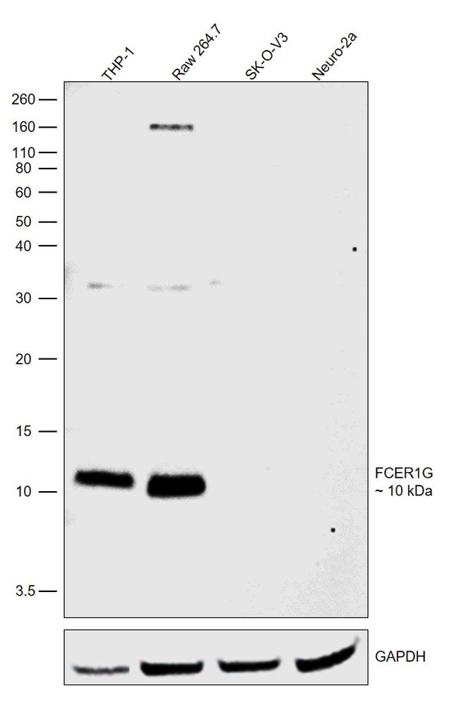 FCER1G Antibody in Western Blot (WB)