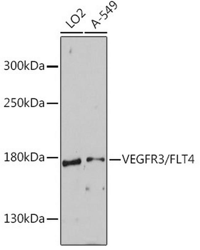 FLT4 Antibody in Western Blot (WB)