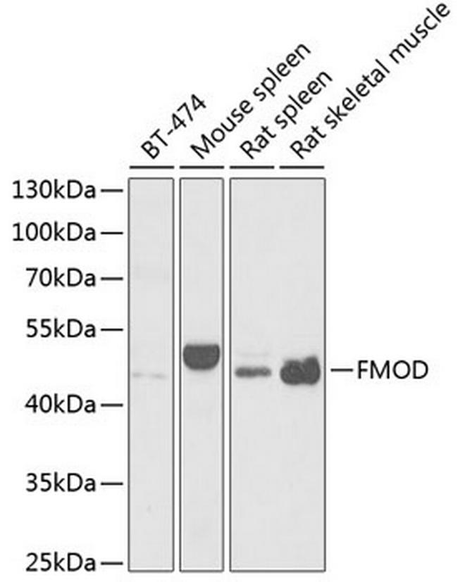 Fibromodulin Antibody in Western Blot (WB)