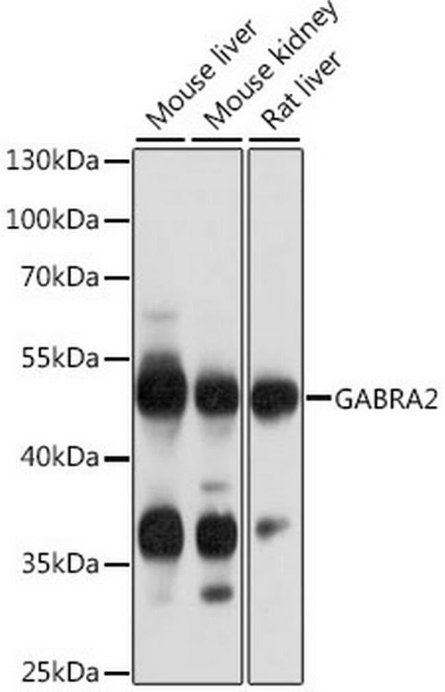 GABRA2 Antibody in Western Blot (WB)