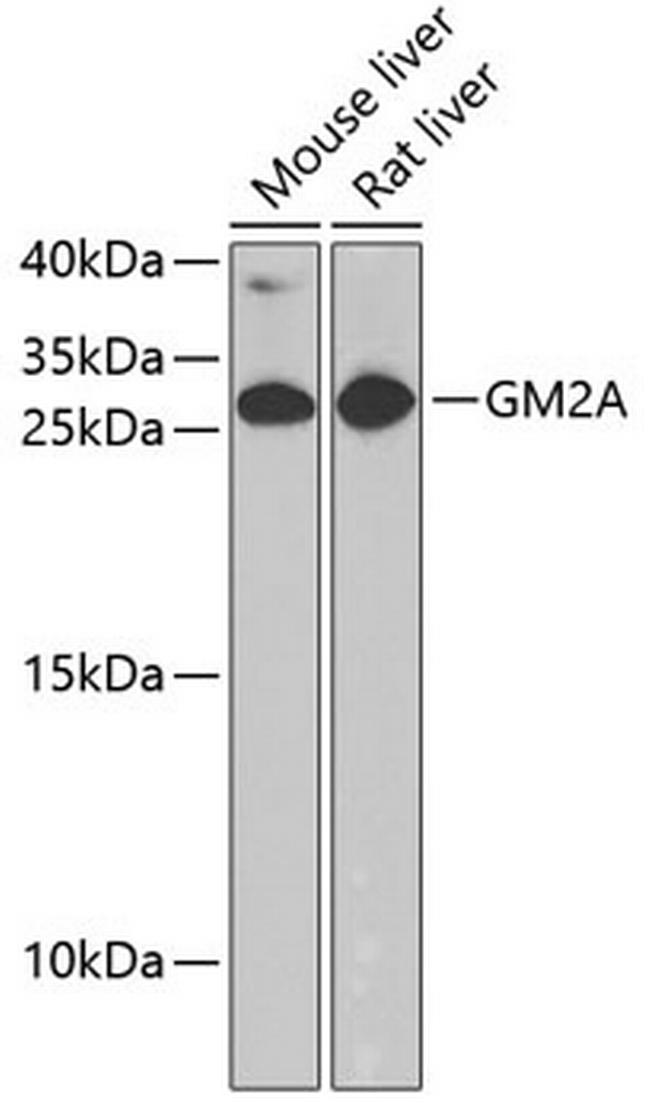 GM2A Antibody in Western Blot (WB)