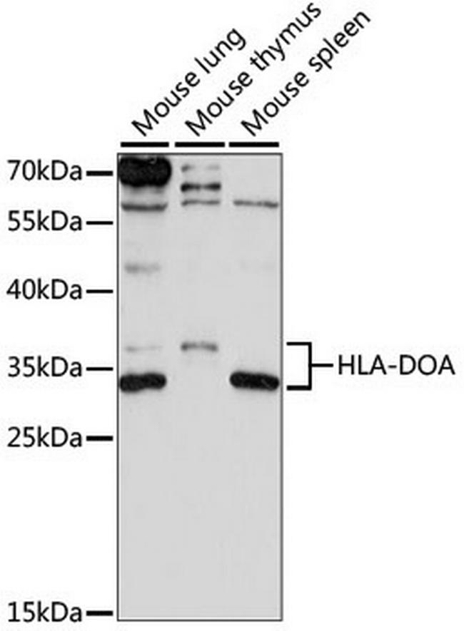 HLA-DOA Antibody in Western Blot (WB)