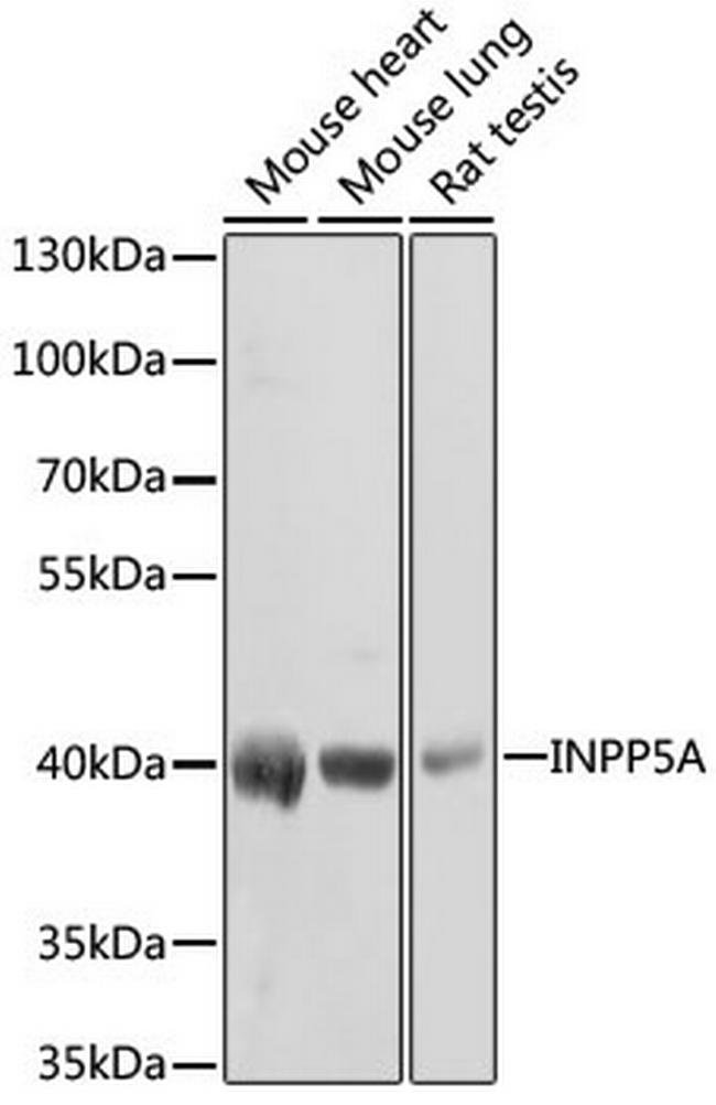 INPP5A Antibody in Western Blot (WB)